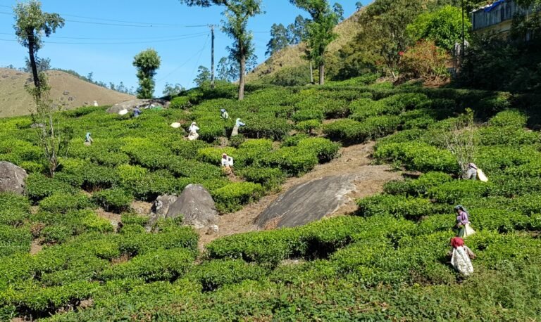 Kerala3