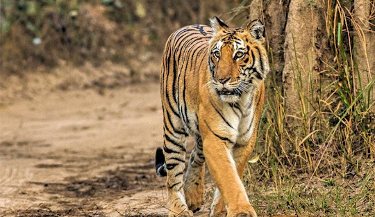 Uttarakhand (1)